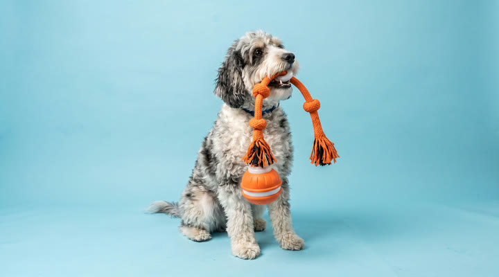 Aurelius with the Purr Harbor interactive rope toy