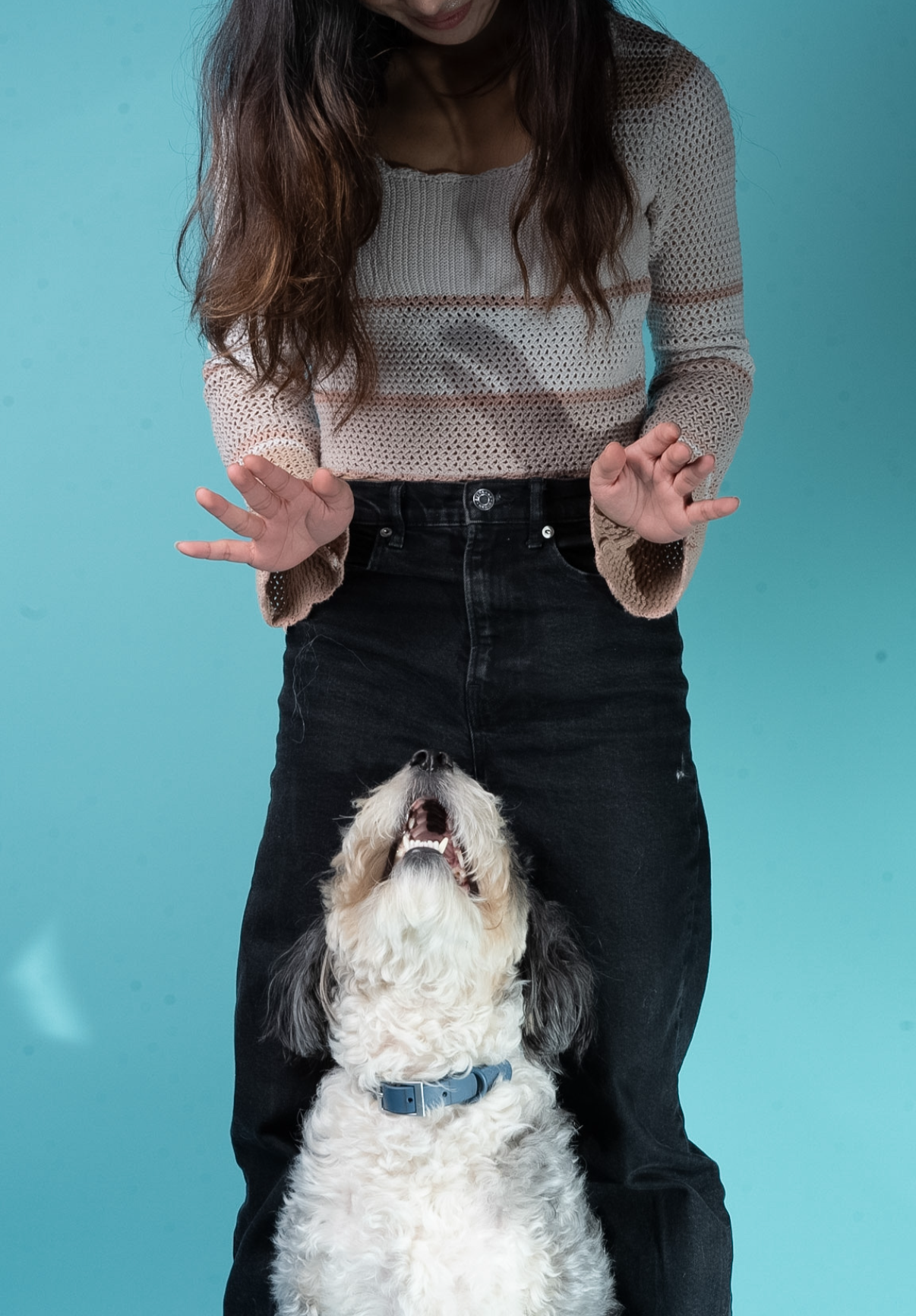 Pet UGC with Aurelius the aussiedoodle